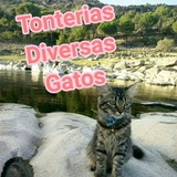 Grupo de Telegram Tonterias varias gatos grupo